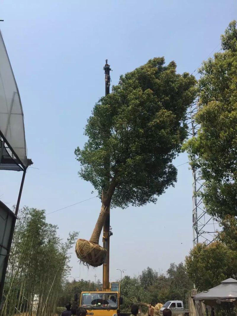 绿化苗木广玉兰