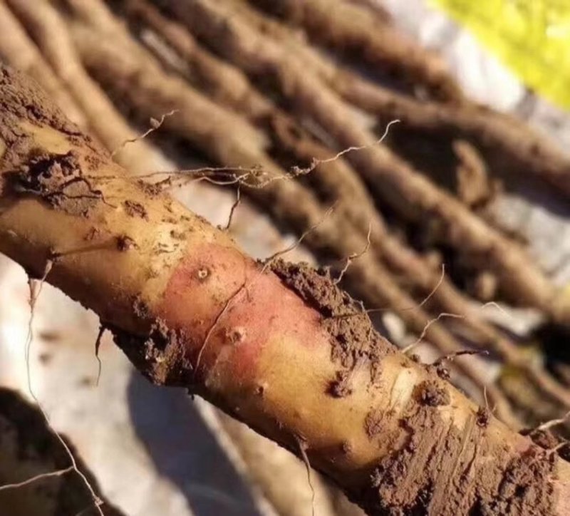 铁棍山药垆土山药药食同源批发零售