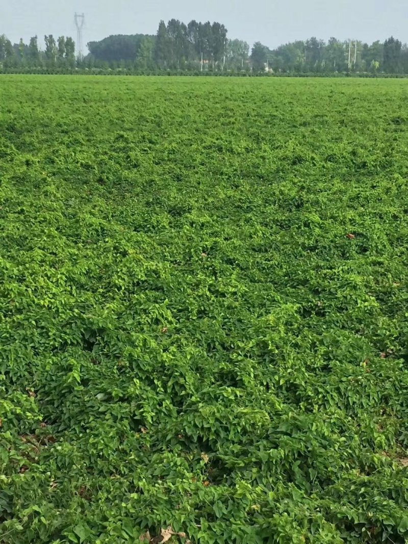 铁棍山药垆土山药药食同源批发零售