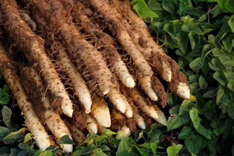 铁棍山药垆土山药药食同源批发零售