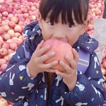 高山苹果70mm以上纸袋