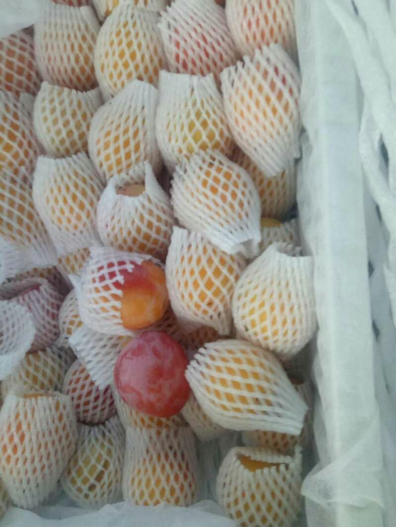 西梅苗1年新品种法兰西，西梅苗木