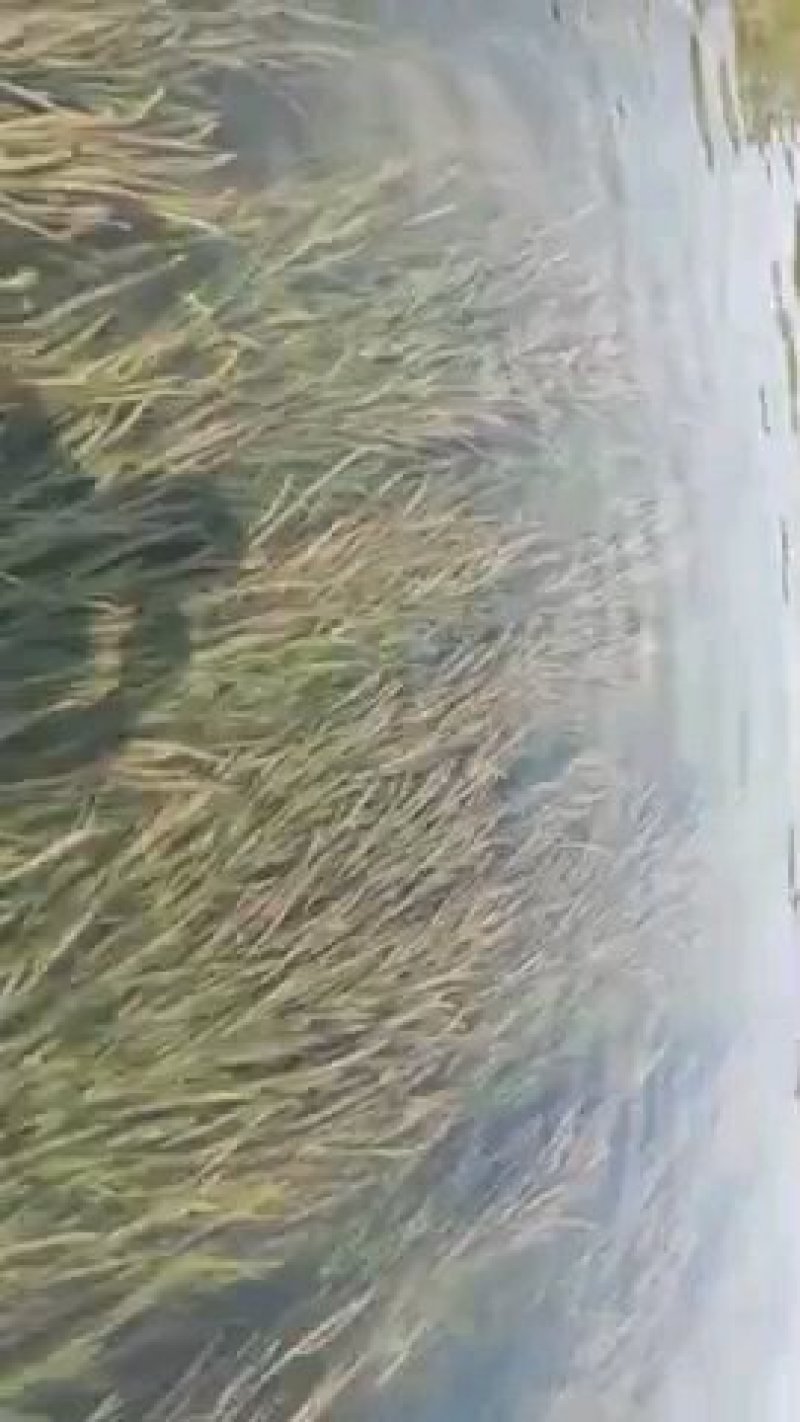 小龙虾最优水草~四季常绿苦草