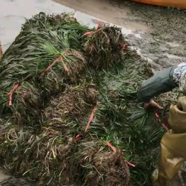 小龙虾最优水草~四季常绿苦草