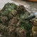 小龙虾最优水草~四季常绿苦草