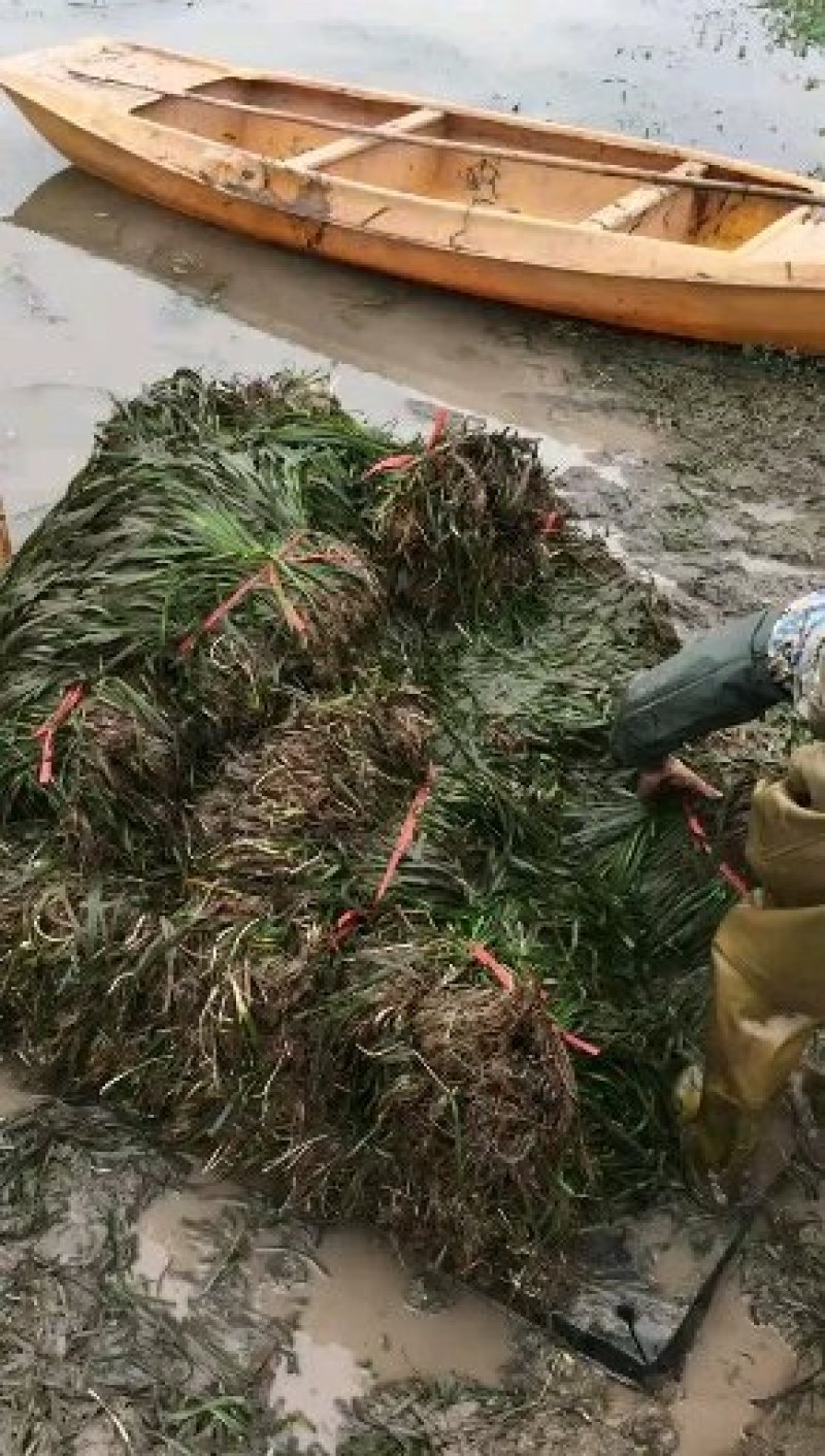 小龙虾最优水草~四季常绿苦草