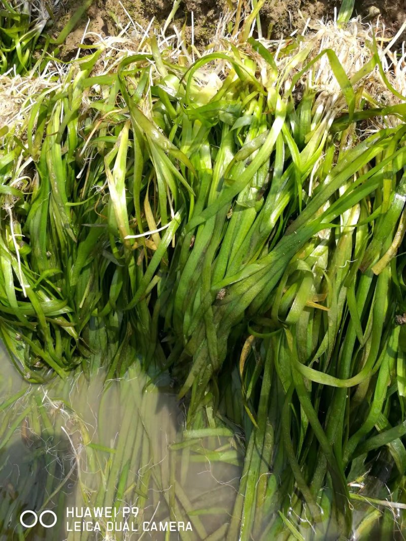 小龙虾最优水草~四季常绿苦草