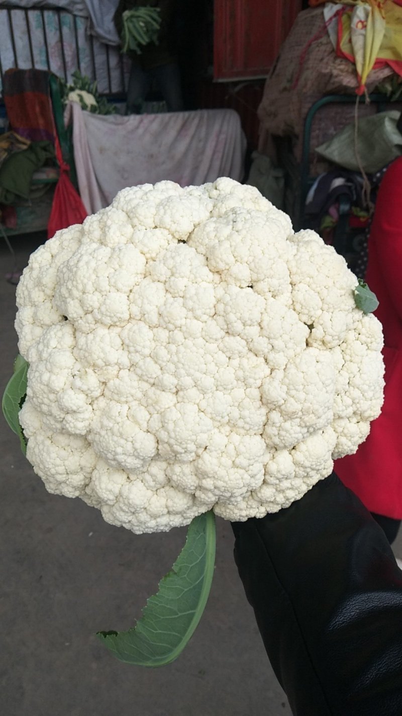 松花菜有机花菜散花菜大量上市，专业代办保质保量，供应全国