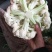 松花菜有机花菜散花菜大量上市，专业代办保质保量，供应全国