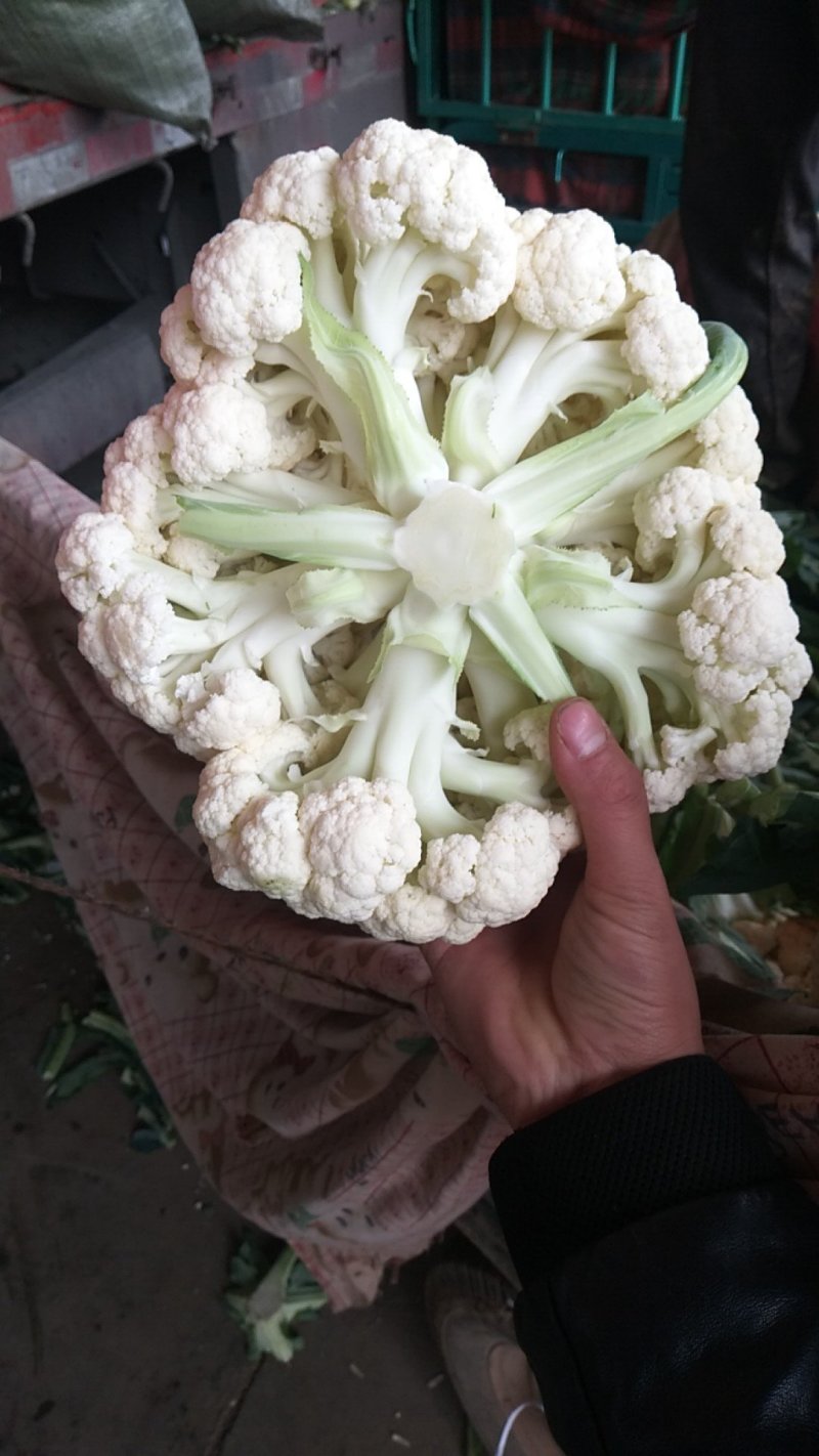 松花菜有机花菜散花菜大量上市，专业代办保质保量，供应全国