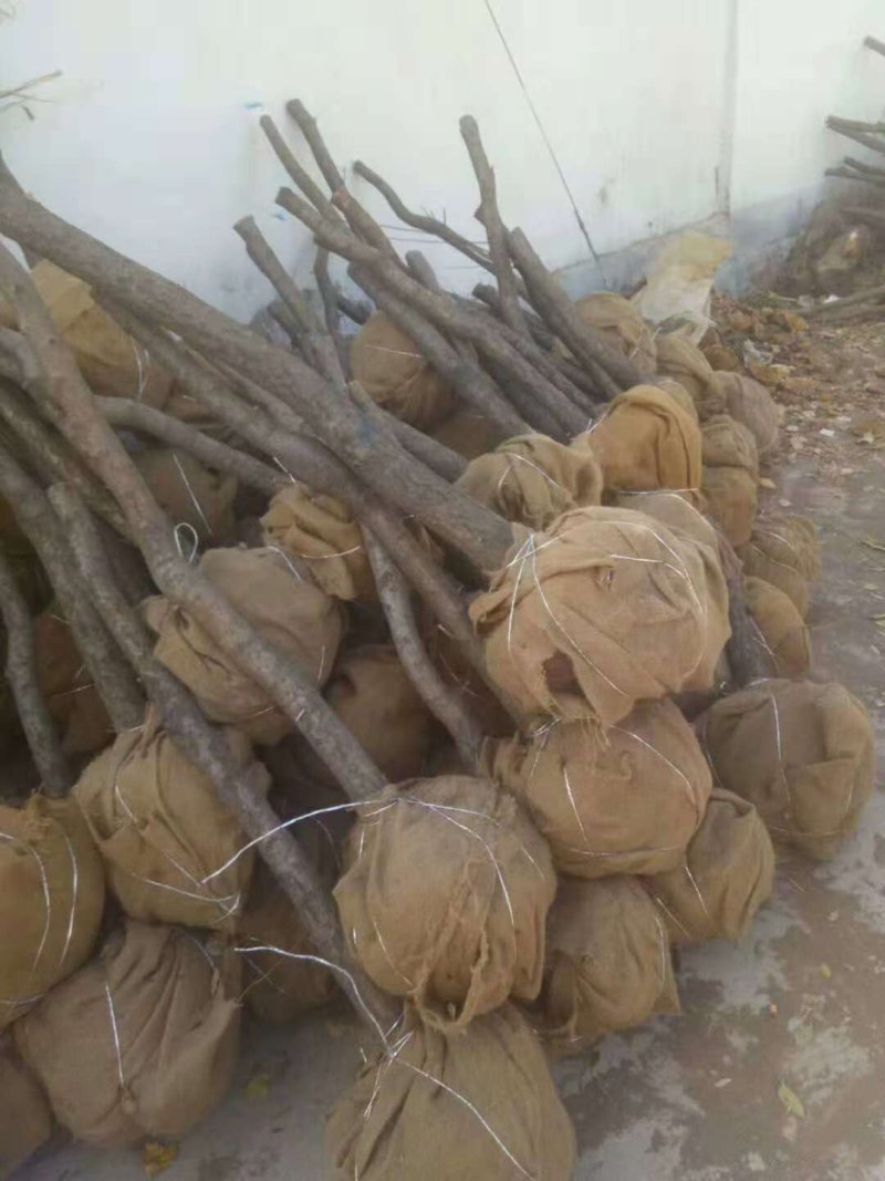 大量出售各种绿化灌木，乔木。