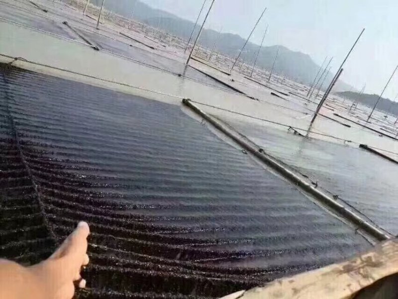 头水紫菜
