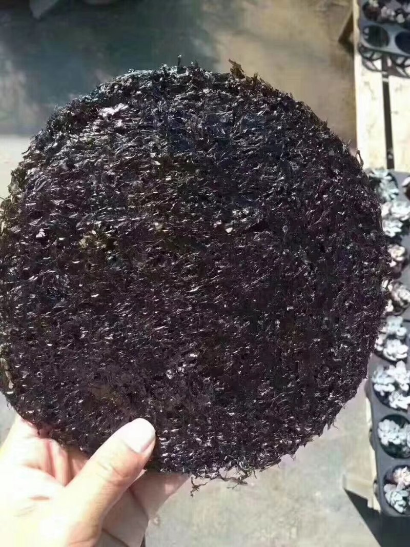 头水紫菜