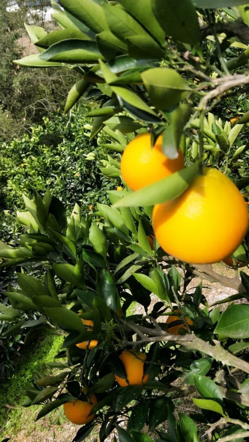 脐橙甜果面干净个头大水份充足易化渣货源充足