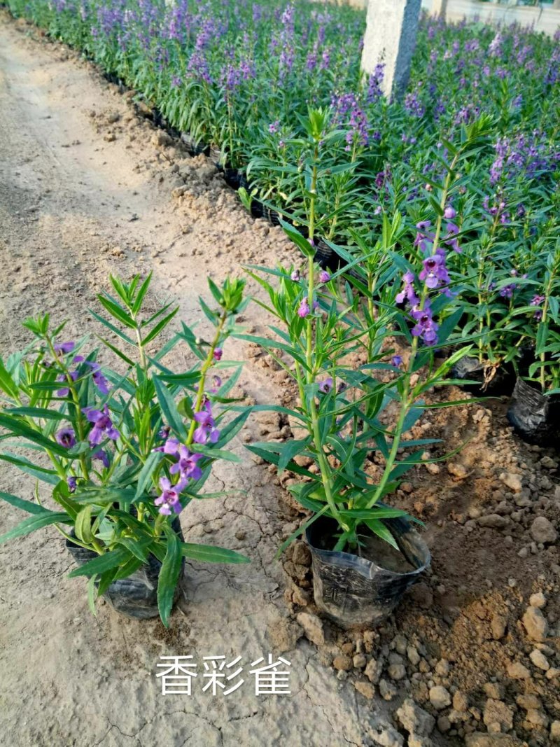香彩雀，基地一手货源，常年销售各种绿化苗木
