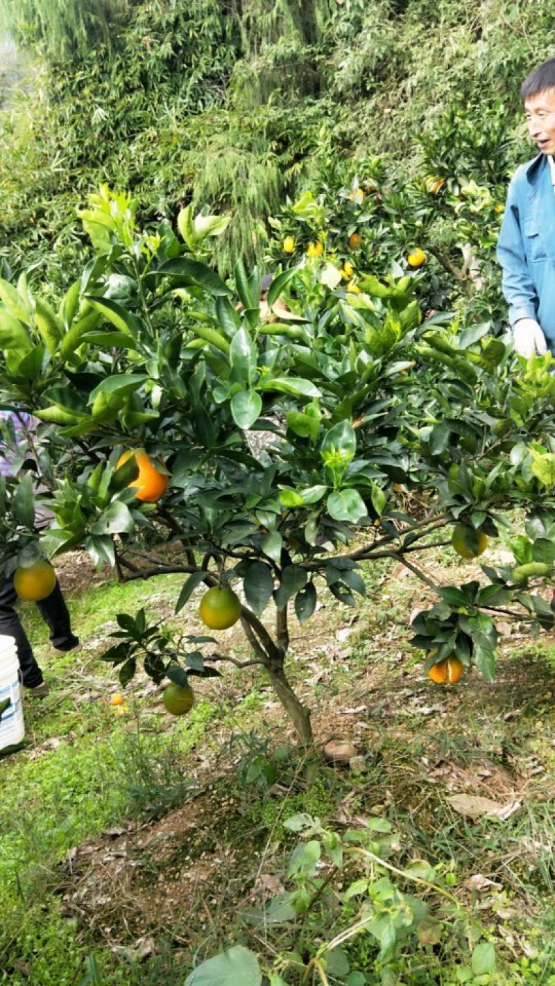 脐橙甜果面干净个头大水份充足易化渣货源充足