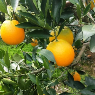 脐橙甜果面干净个头大水份充足易化渣货源充足