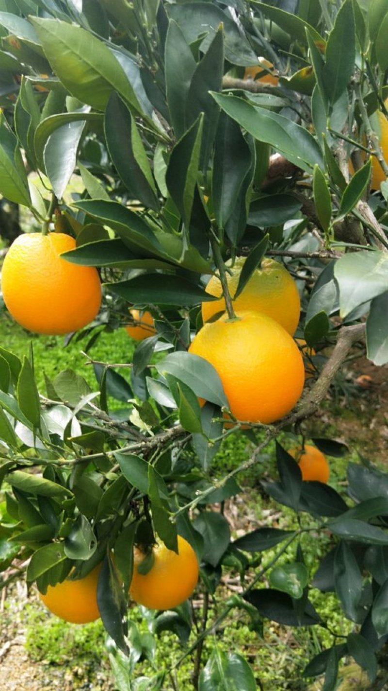 脐橙甜果面干净个头大水份充足易化渣货源充足