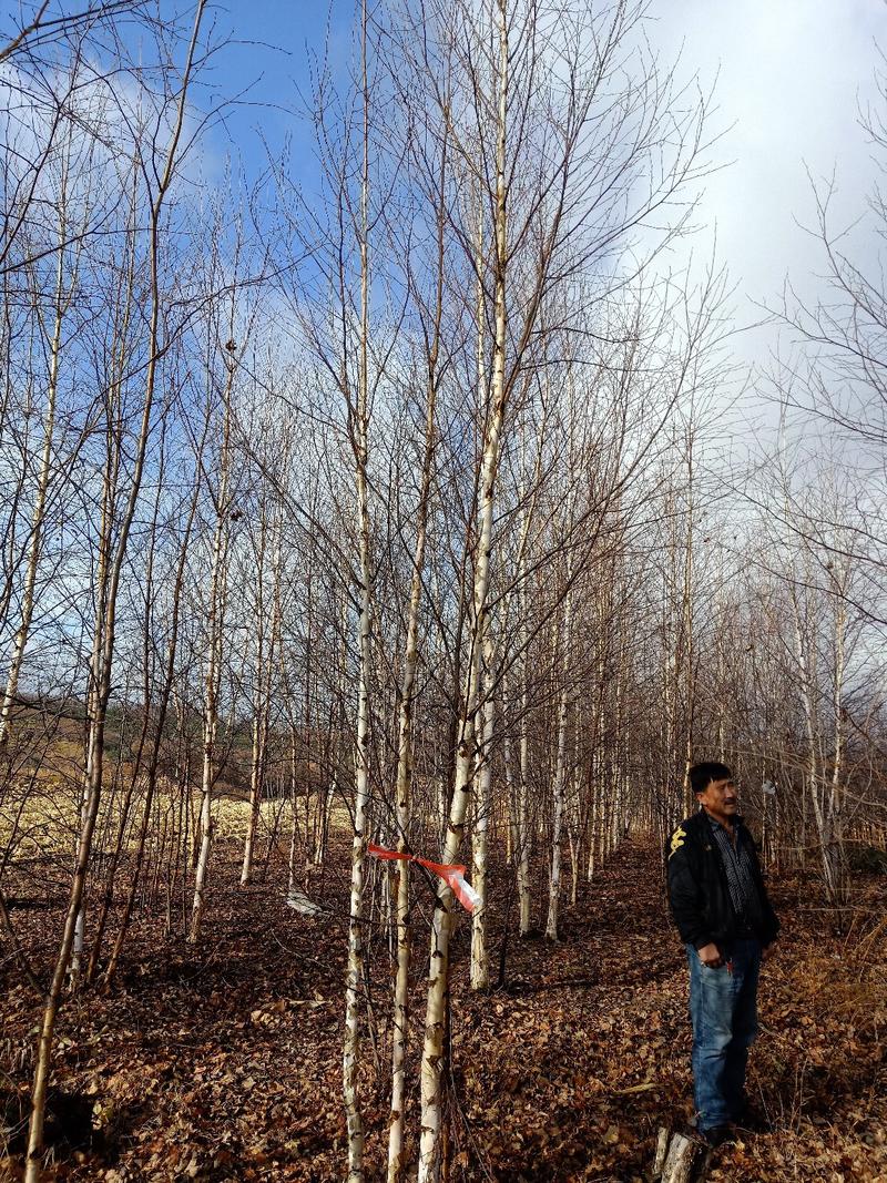 丛生白桦，乔木，白桦树，白桦小苗，白桦建圃苗