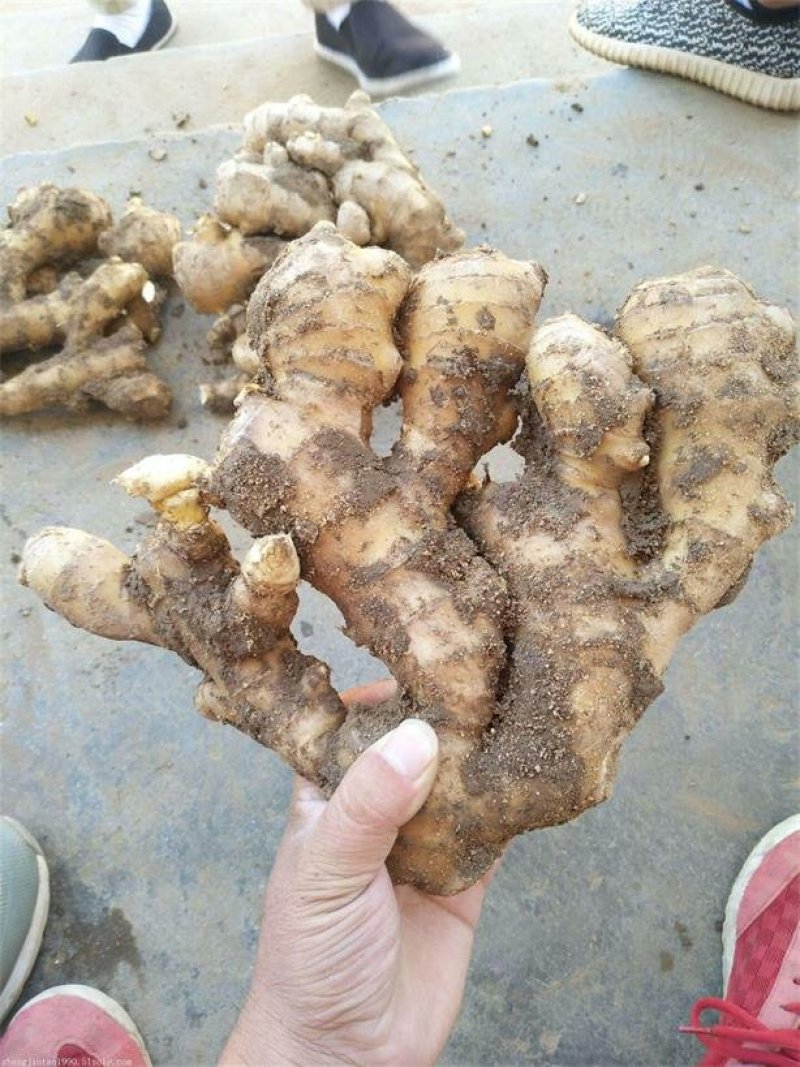 河北出售大黄姜，小黄姜，老姜，姜母，姜巴，面姜，四季供货