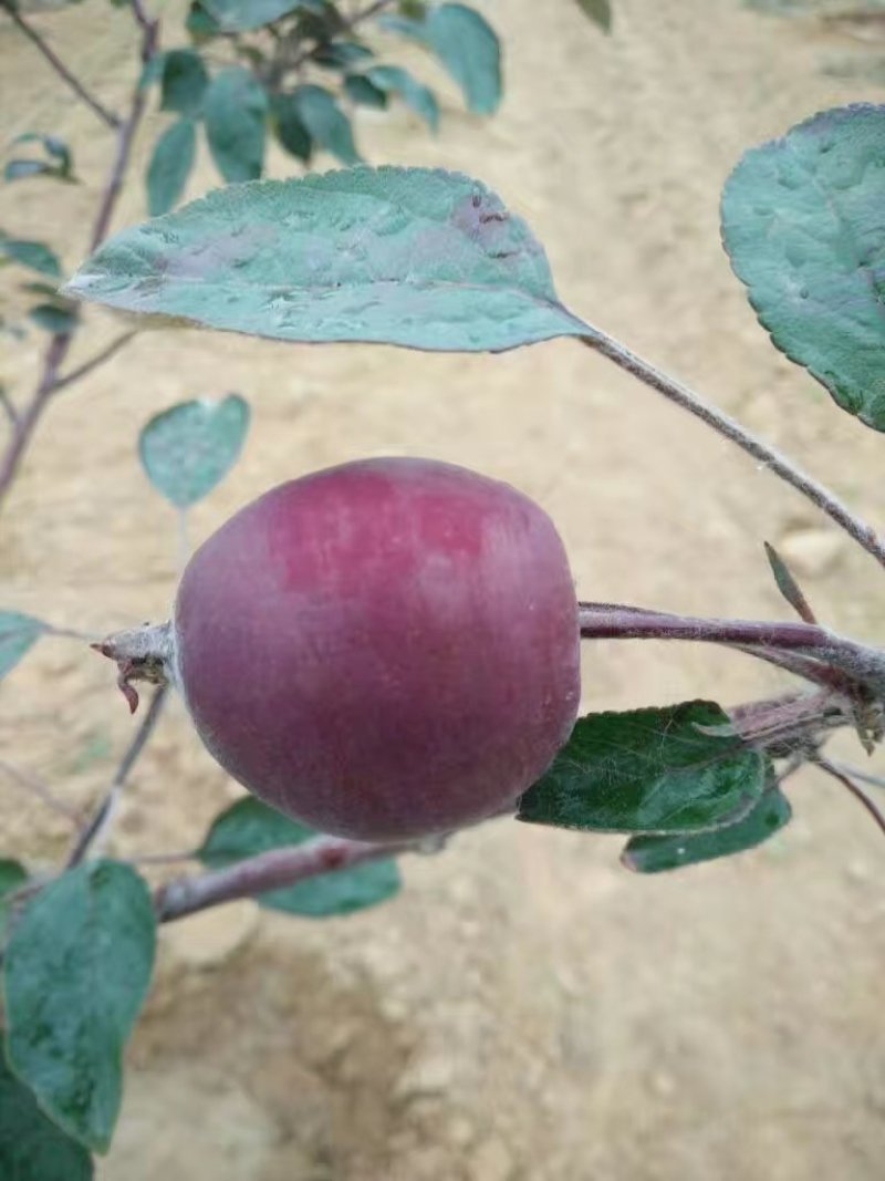 红肉苹果🍎果肉全红的苹果优质苹果