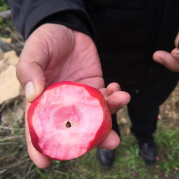 红肉苹果🍎果肉全红的苹果优质苹果