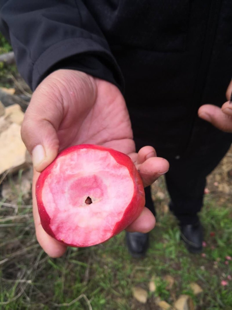 红肉苹果🍎果肉全红的苹果优质苹果