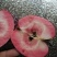 红肉苹果🍎果肉全红的苹果优质苹果