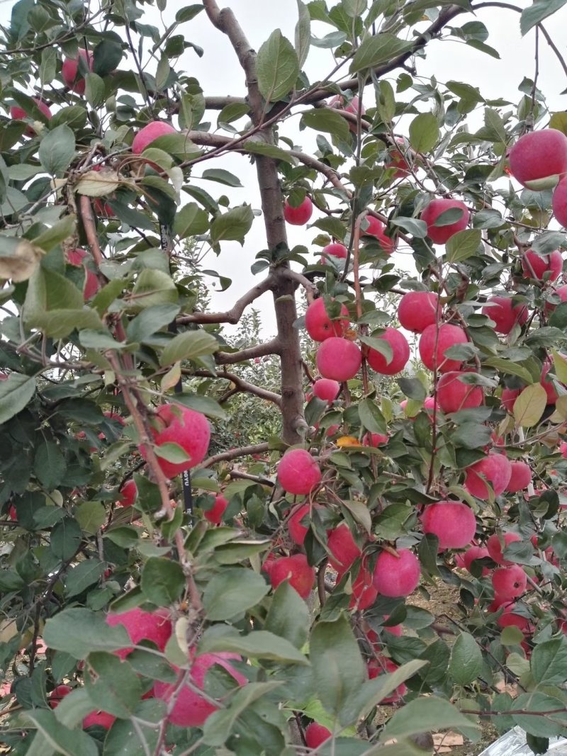 红肉苹果🍎果肉全红的苹果优质苹果