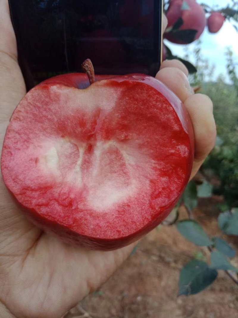 红肉苹果🍎果肉全红的苹果优质苹果
