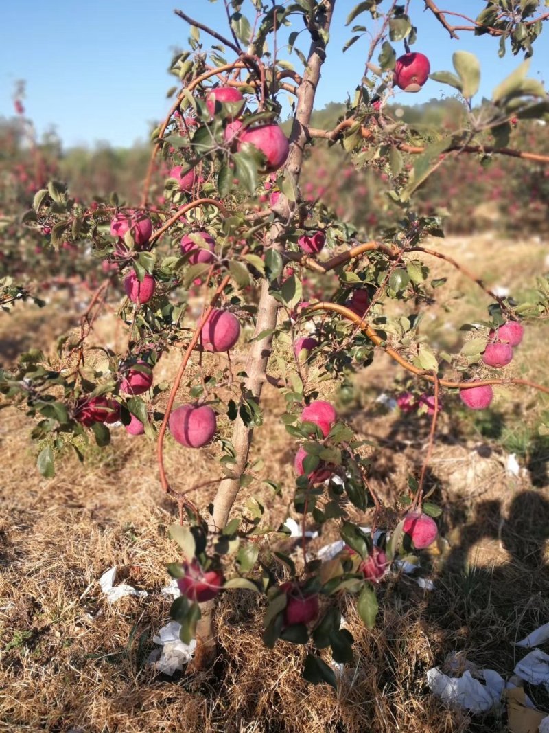 红肉苹果🍎果肉全红的苹果优质苹果
