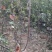 红肉苹果🍎果肉全红的苹果优质苹果