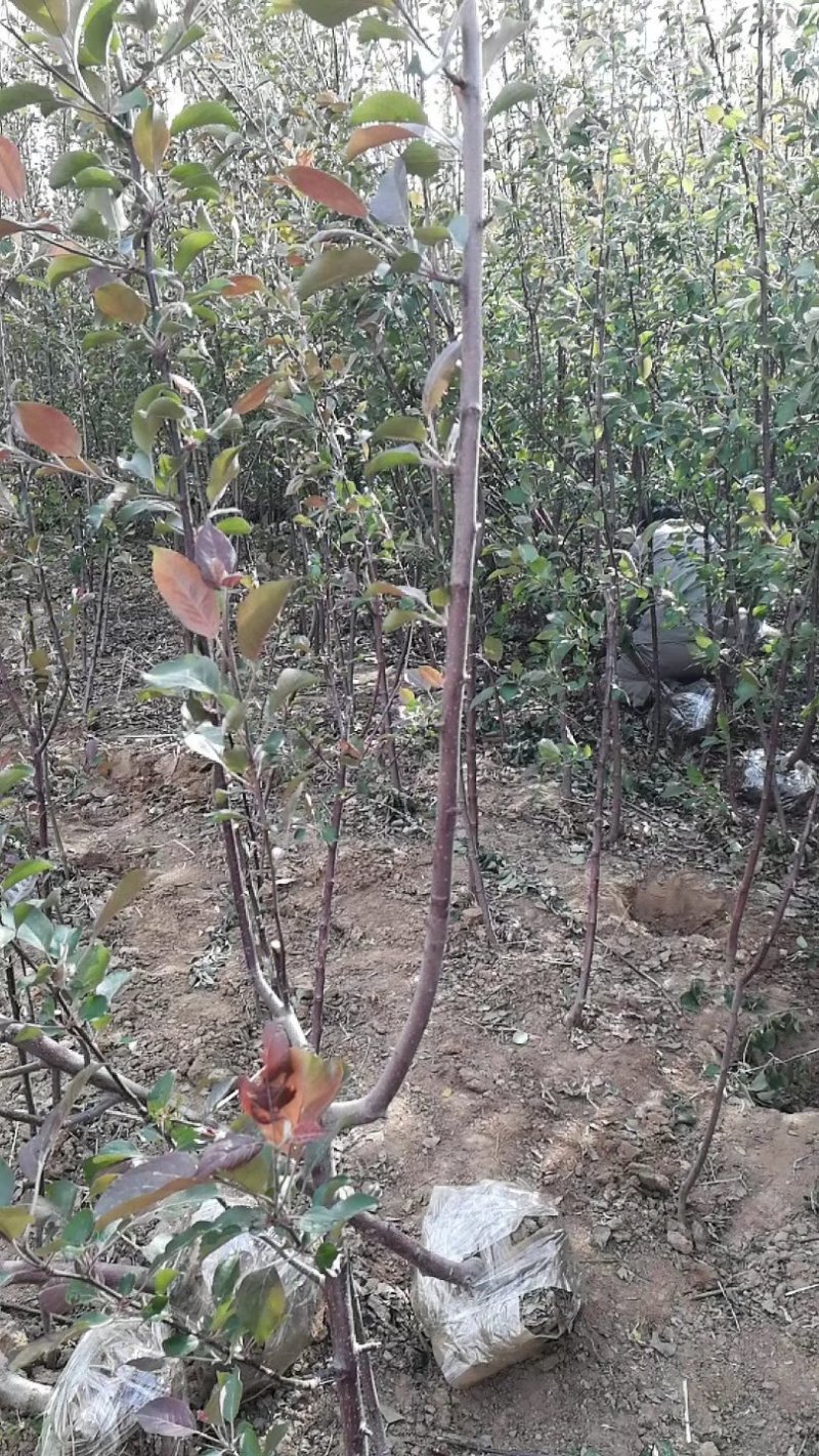 红肉苹果🍎果肉全红的苹果优质苹果