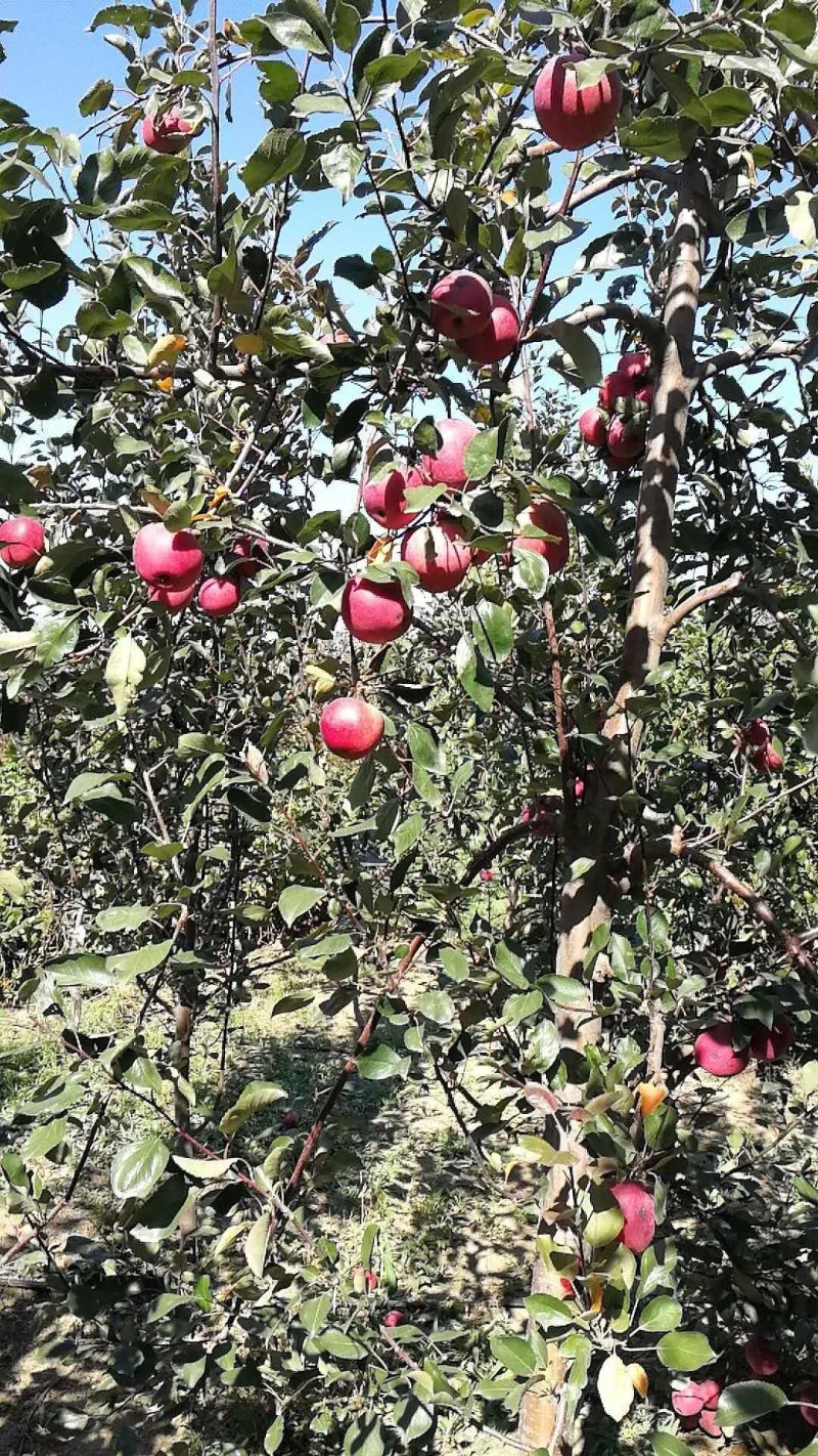 红肉苹果🍎果肉全红的苹果优质苹果