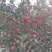 红肉苹果🍎果肉全红的苹果优质苹果