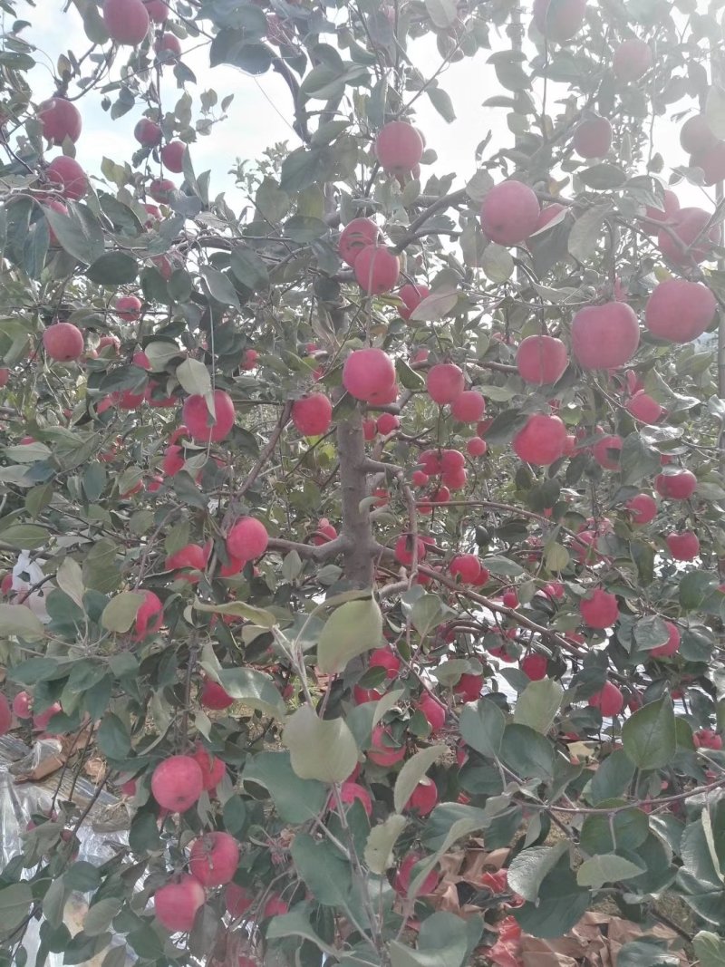 红肉苹果🍎果肉全红的苹果优质苹果