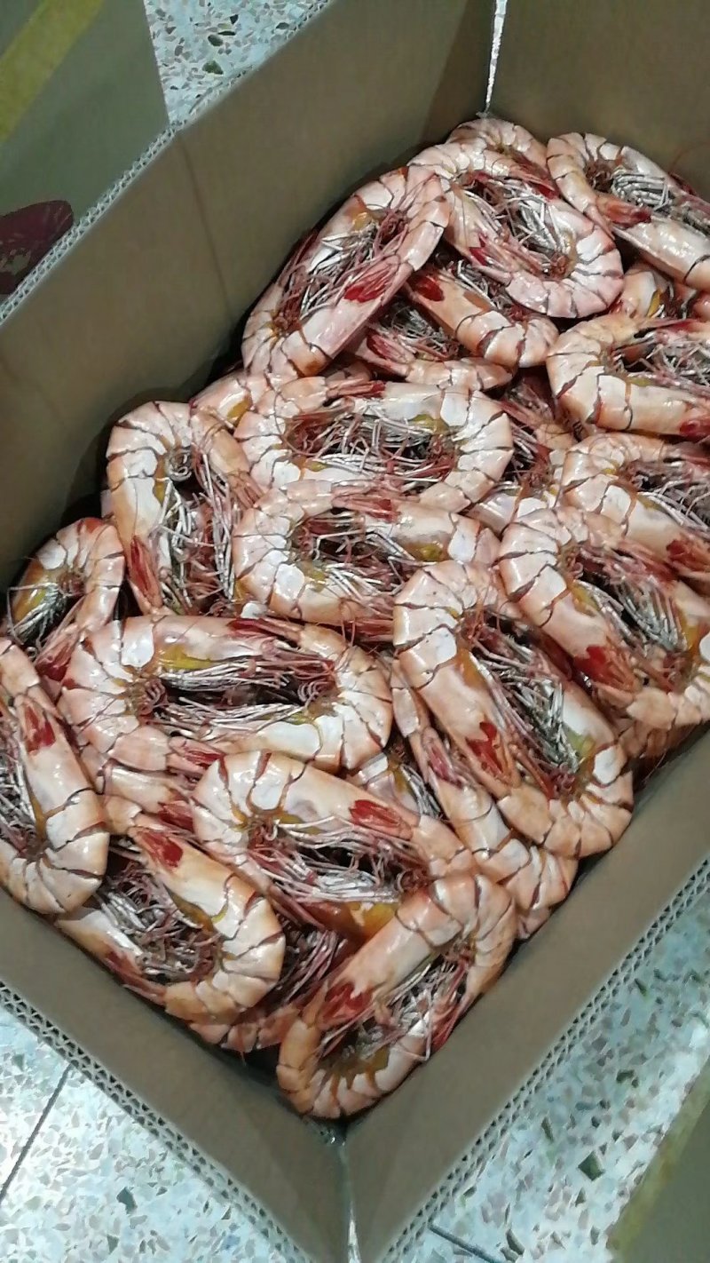 九节虾干，小管枣，海马君，鱼胶