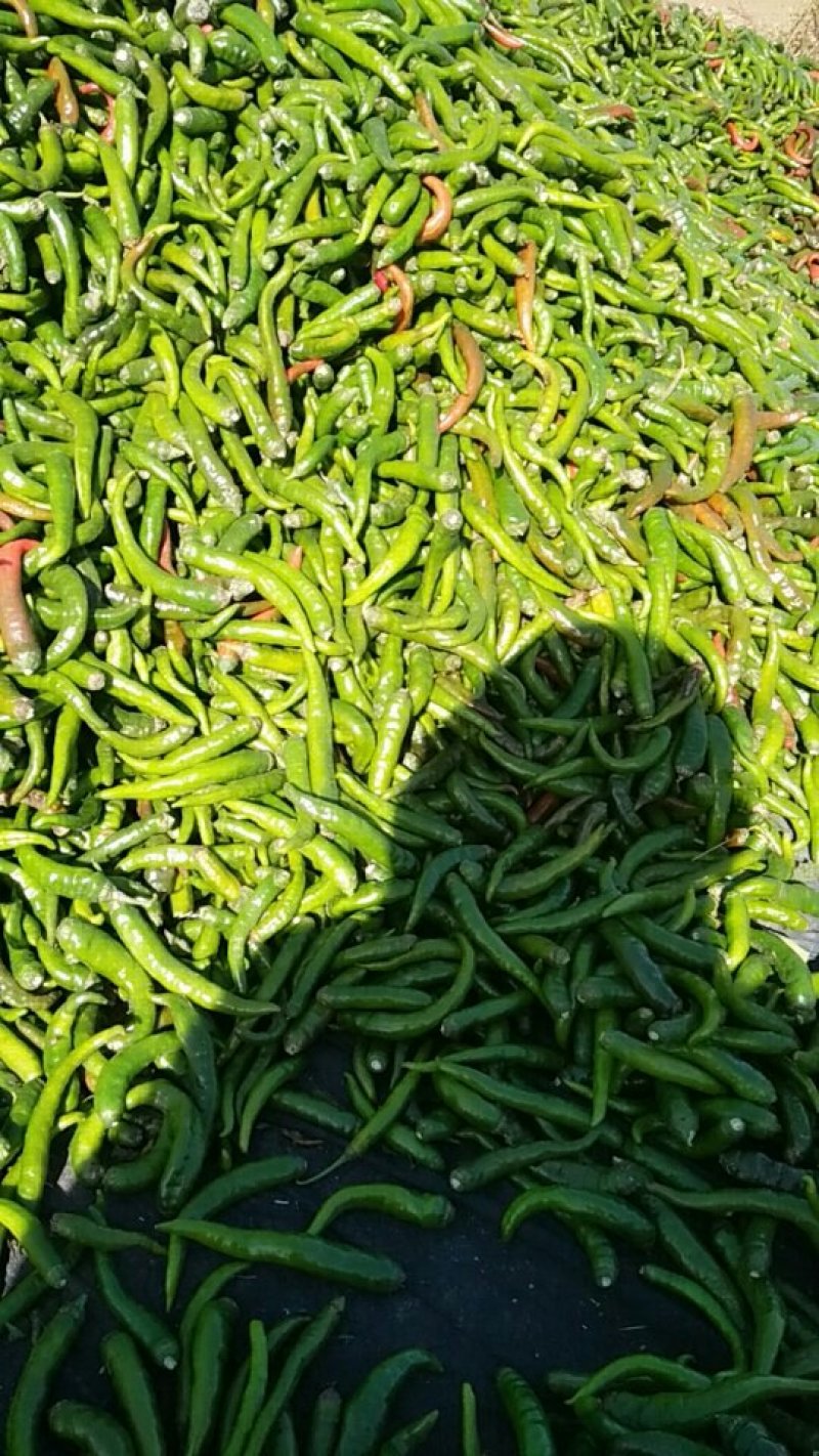 鲜辣椒