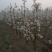 梨树，3-15公分梨树，玉露梨树，5公分梨树，红香酥梨树