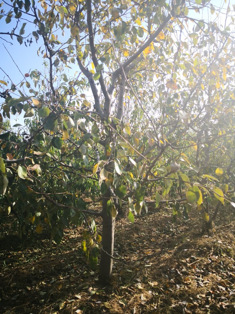 梨树，3-15公分梨树，玉露梨树，5公分梨树，红香酥梨树