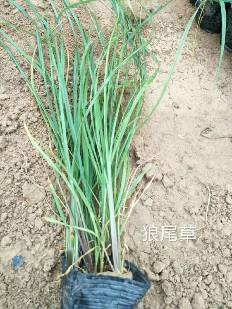 狼尾草，基地直销，常年各种绿化苗木齐全。