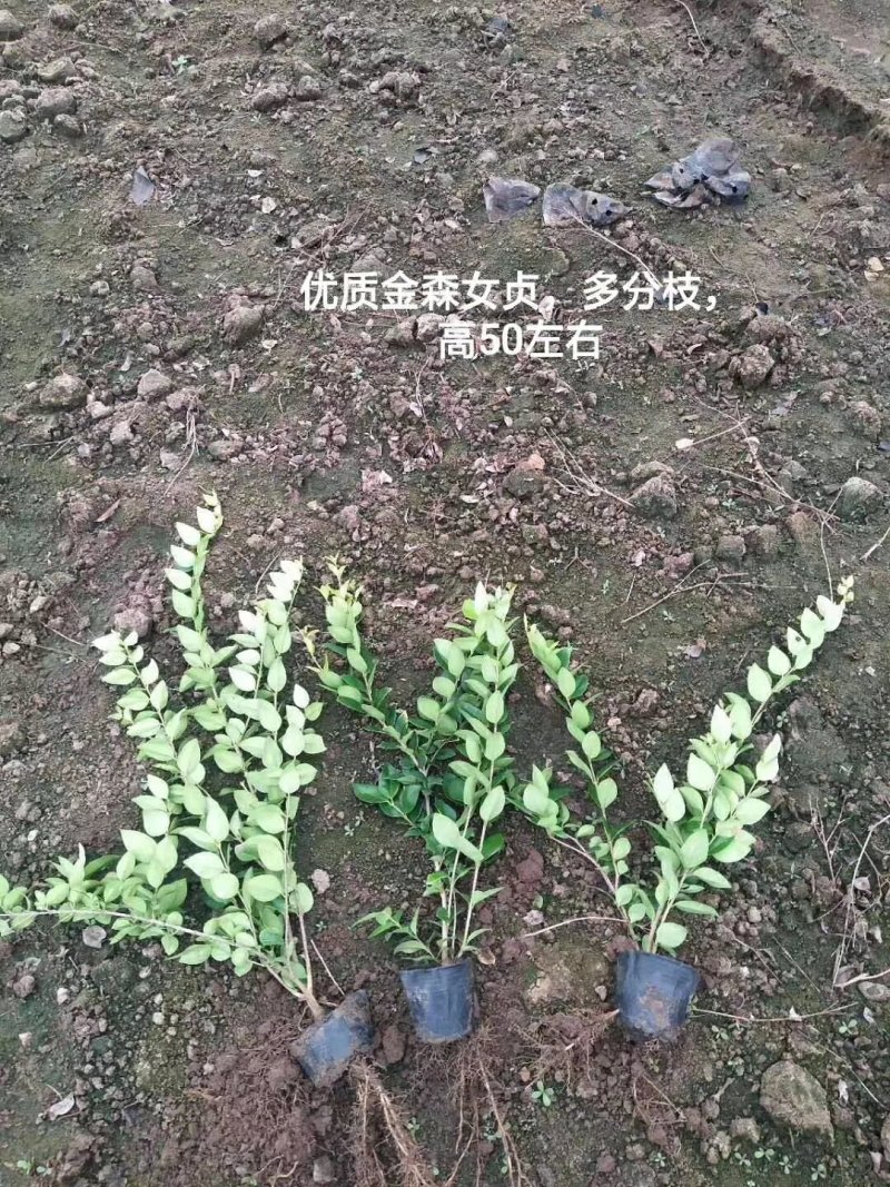 金森女贞，女贞，基地直销，常年供应各种绿化苗木