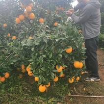 富川县纽荷尔脐橙65~95mm长寿之乡土生土长美味