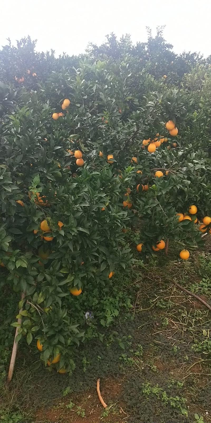 富川县纽荷尔脐橙65~95mm长寿之乡土生土长美味