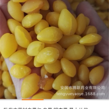 白果仁