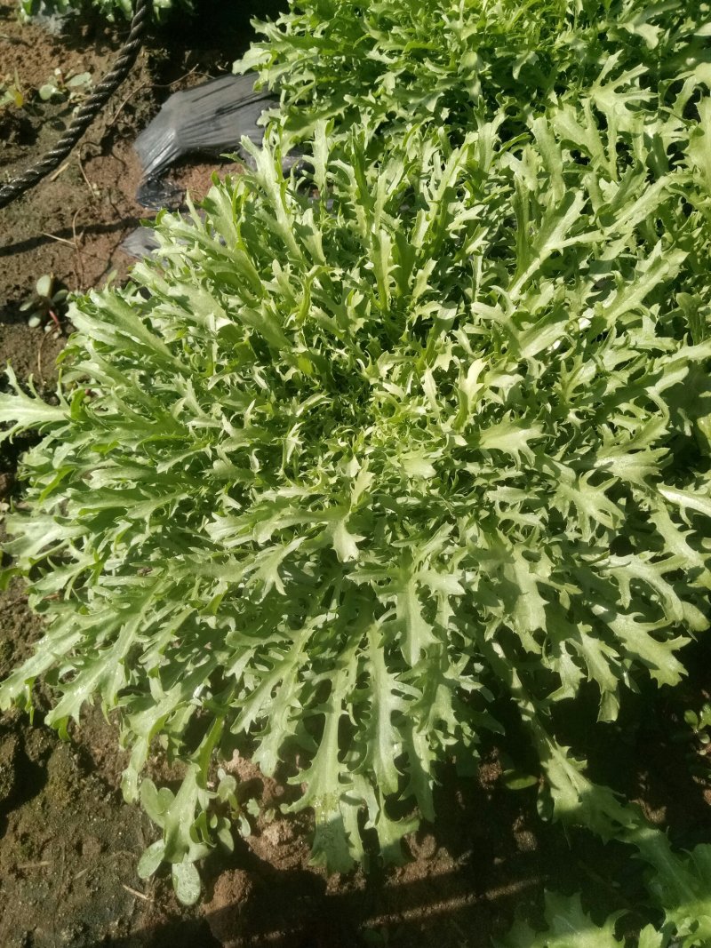 沈阳苦苣