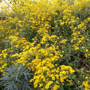 野菊花