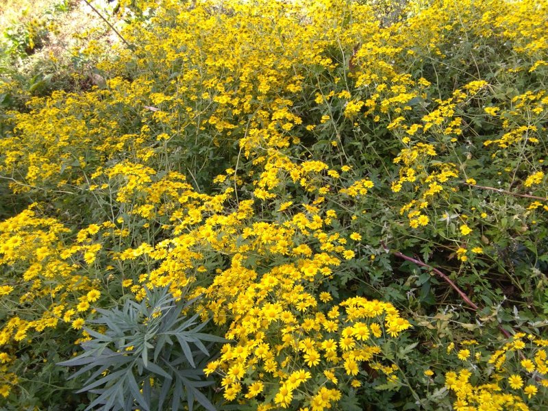 野菊花
