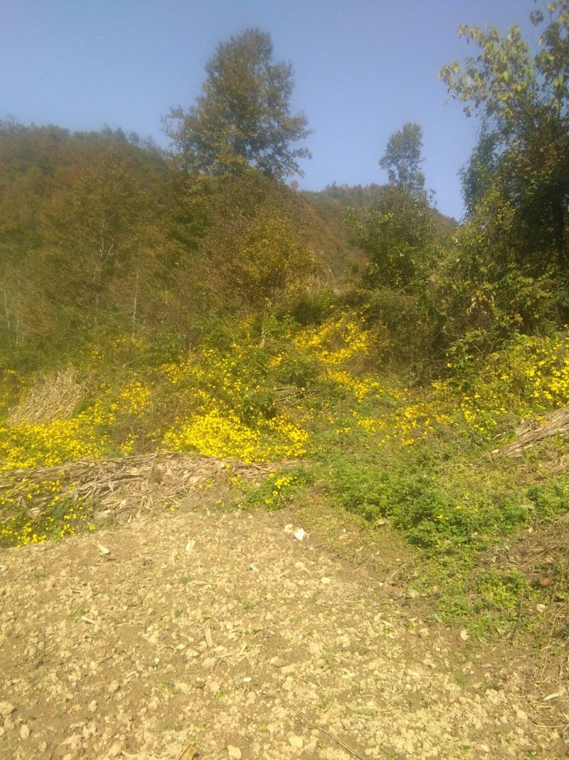 野菊花