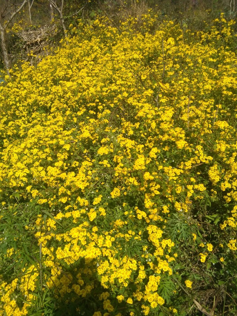 野菊花